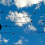 Música y Neurociencia: un puente hacia la salud emocional