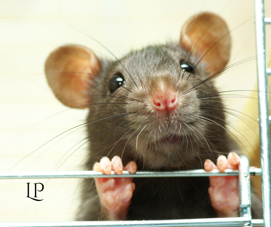 Nosotros somos diferentes